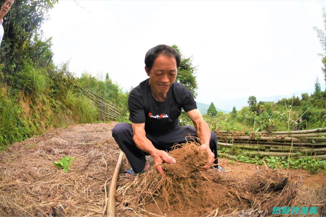 黄金药材的非凡功效：探索自然界最珍贵植物的治疗力量 (什么是黄金药材)