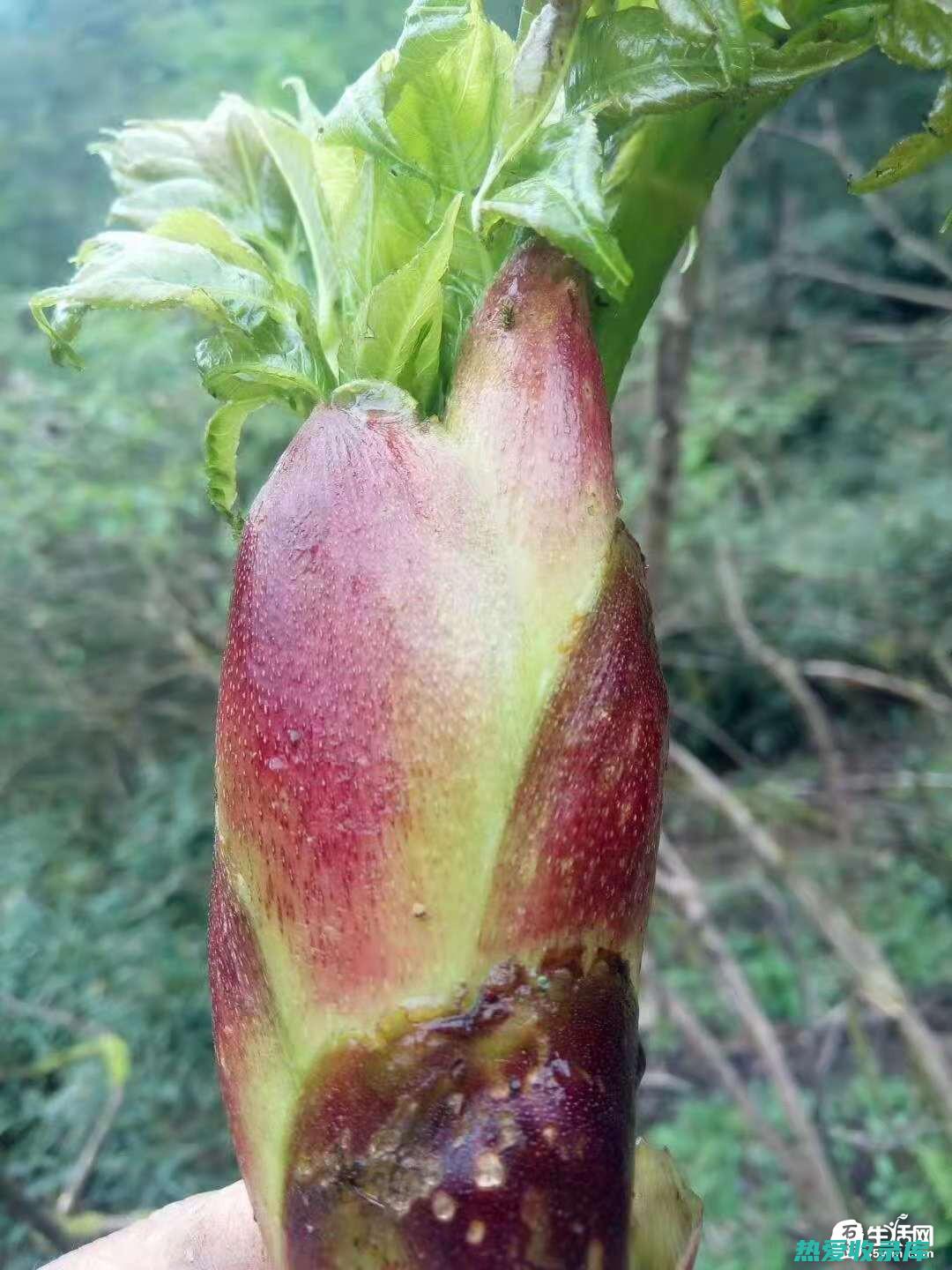 刺老包的功效 (刺老包的功效与主治)