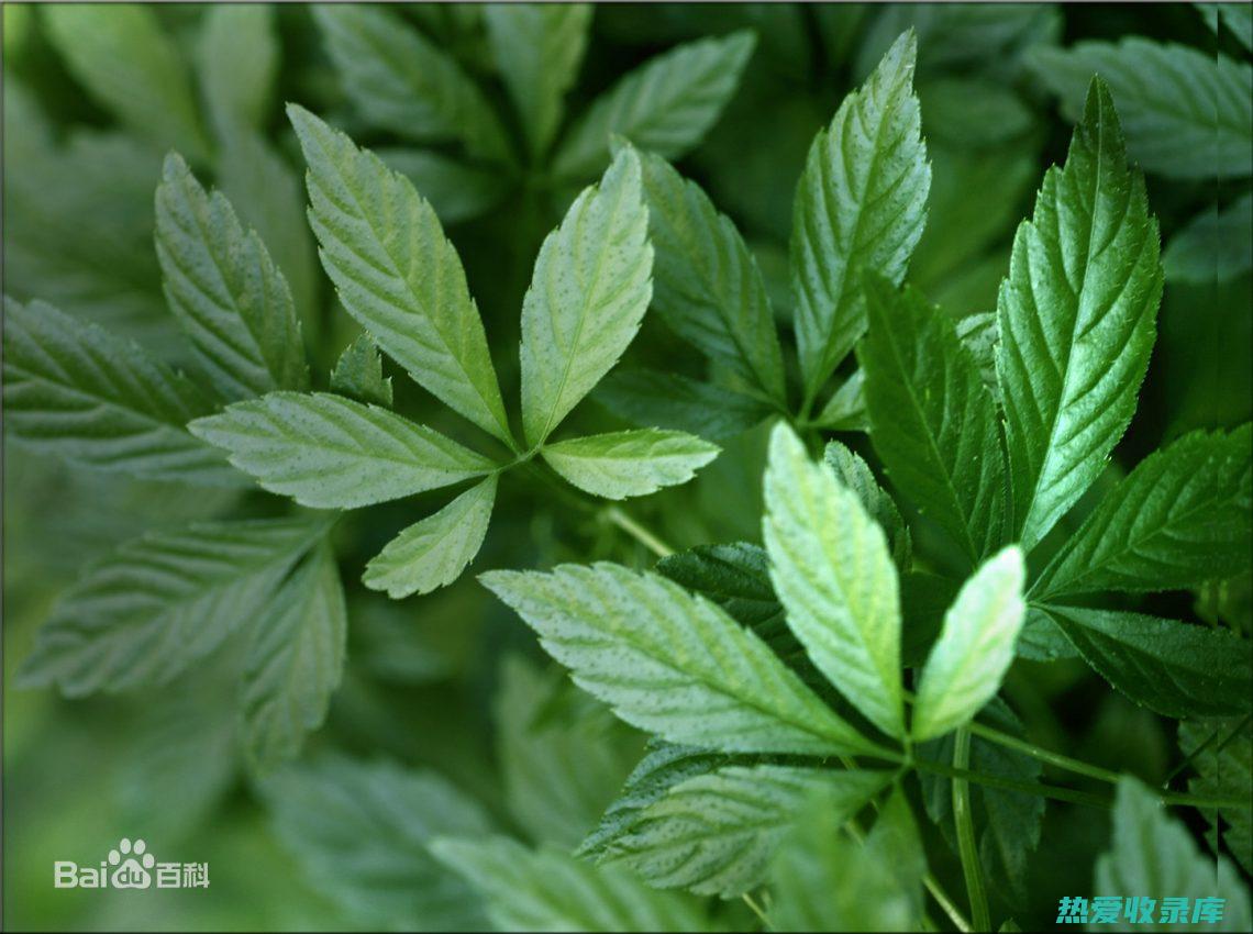 绞股蓝：具有药用价值的传统中药 (绞股蓝具有哪些功效和作用)