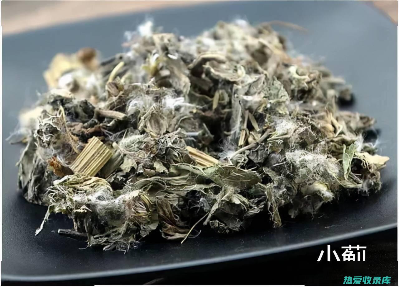 草蓟：卓越的功效和惊人的用途 (草蓟是什么)