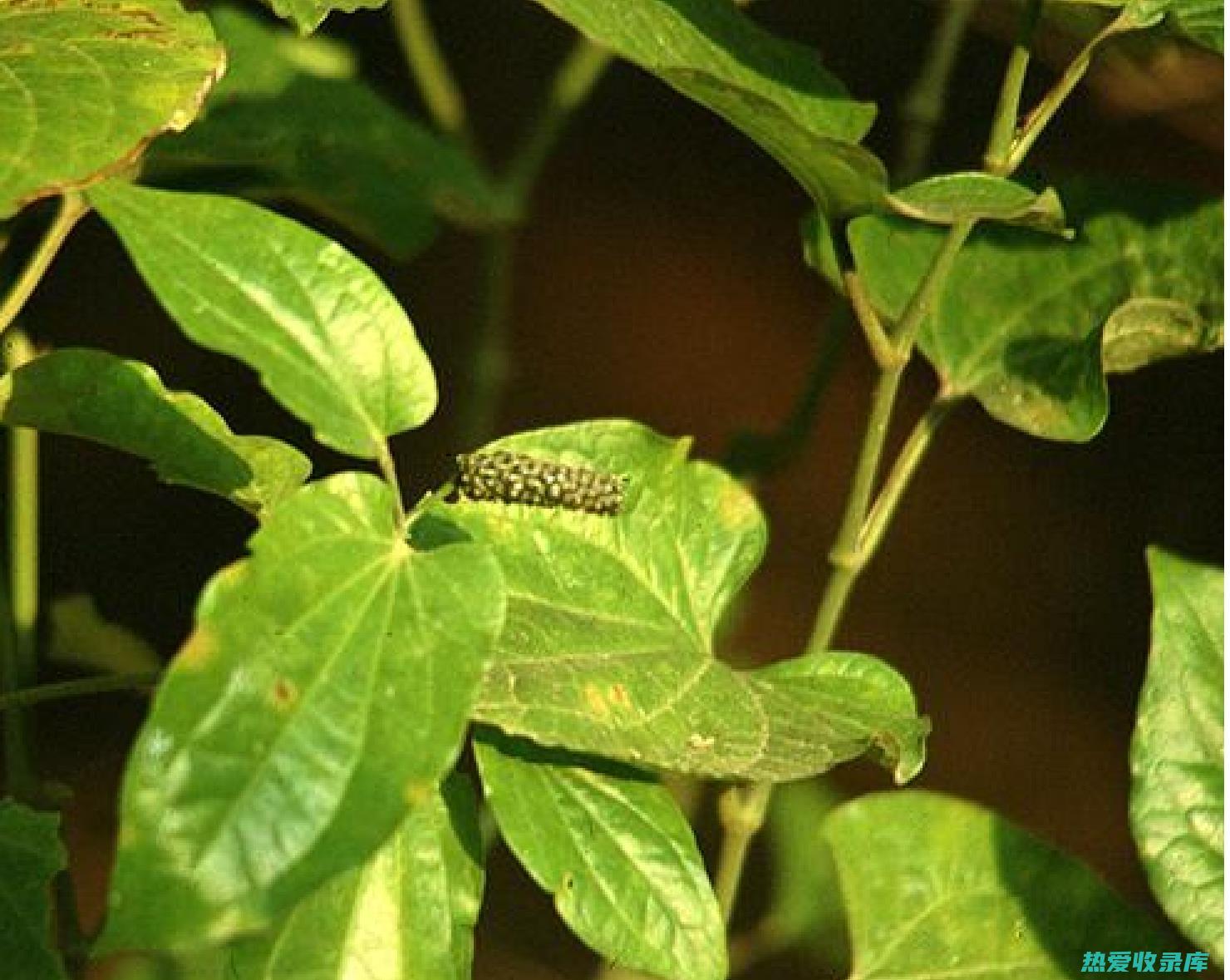 长果荜茇功效 (长果是什么)