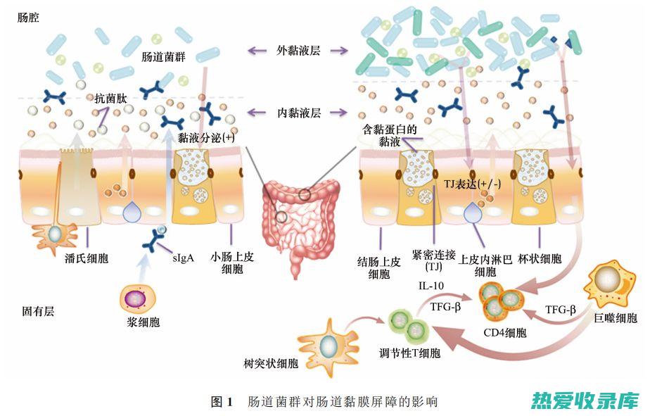 调节胃肠道菌群：胃粉中的某些成分可以调节胃肠道菌群平衡，抑制有害菌的生长，促进有益菌的增殖，改善胃肠道健康。(调节胃肠道菌群的药物)