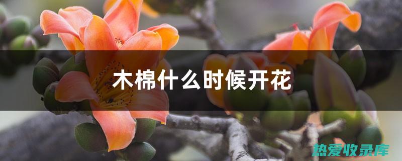 木棉的寄生活性及其在医药领域的神奇功效 (木棉寄生图片)