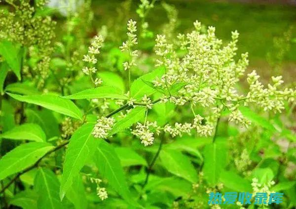 刘寄奴：神奇药材，揭秘其功效与神奇作用 (刘寄奴的功效与作用药品通)