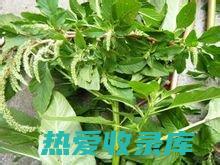 野苋菜籽：用途、健康益处和传统药用价值 (野苋菜籽的好处)