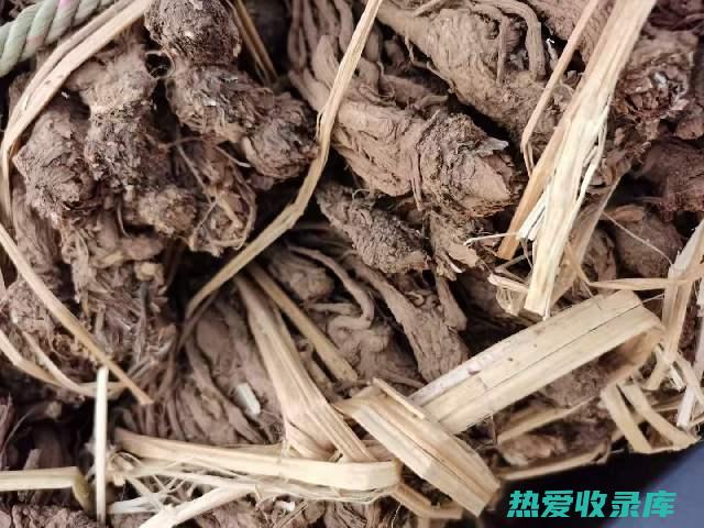 当归草的功效：从药用价值到保健作用 (当归草的功效与作用及食用方法)