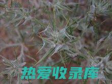 刀角果的功效 (spans是什么意思)