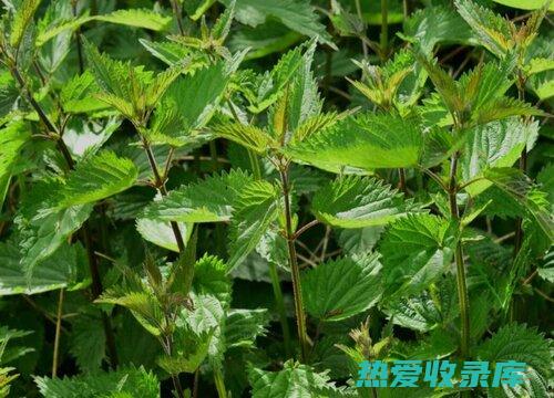 荨麻：荨麻是一种草本植物，具有抗炎和抗氧化作用。它可以帮助减轻关节疼痛和肿胀，并改善骨骼健康。(荨麻是什么)