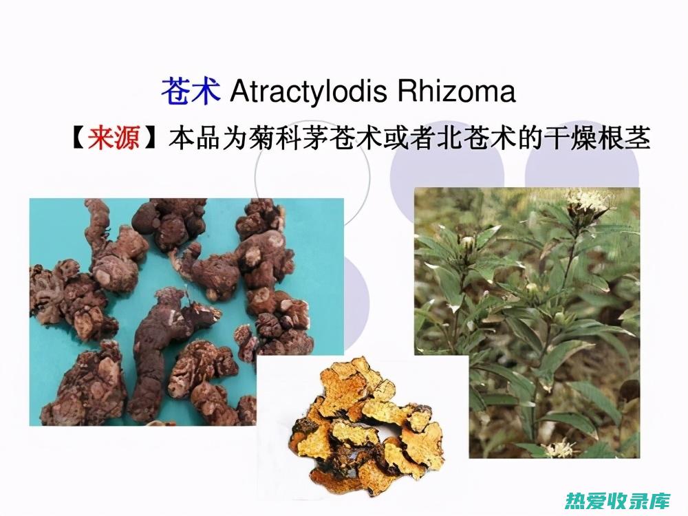 白术和苍术的药用功效：传统中医养生秘方 (白术和苍术的区别)