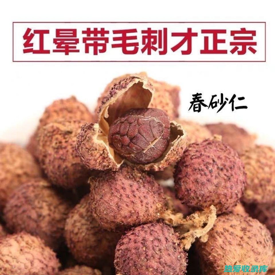 砂仁的功效和作用 (砂仁的功效和作用主治)