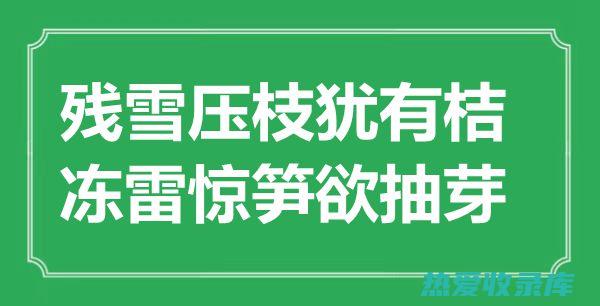 番桔草药的惊人功效 (番桔草药的功效)