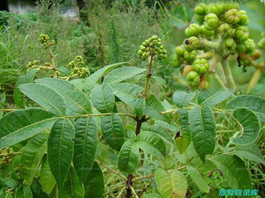 吴茱萸的神奇功效与用途 (吴茱萸的神奇功效和现代研究)