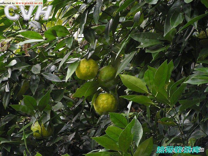 酸橙花：认识其令人惊叹的功效 (酸橙花的功效与作用)