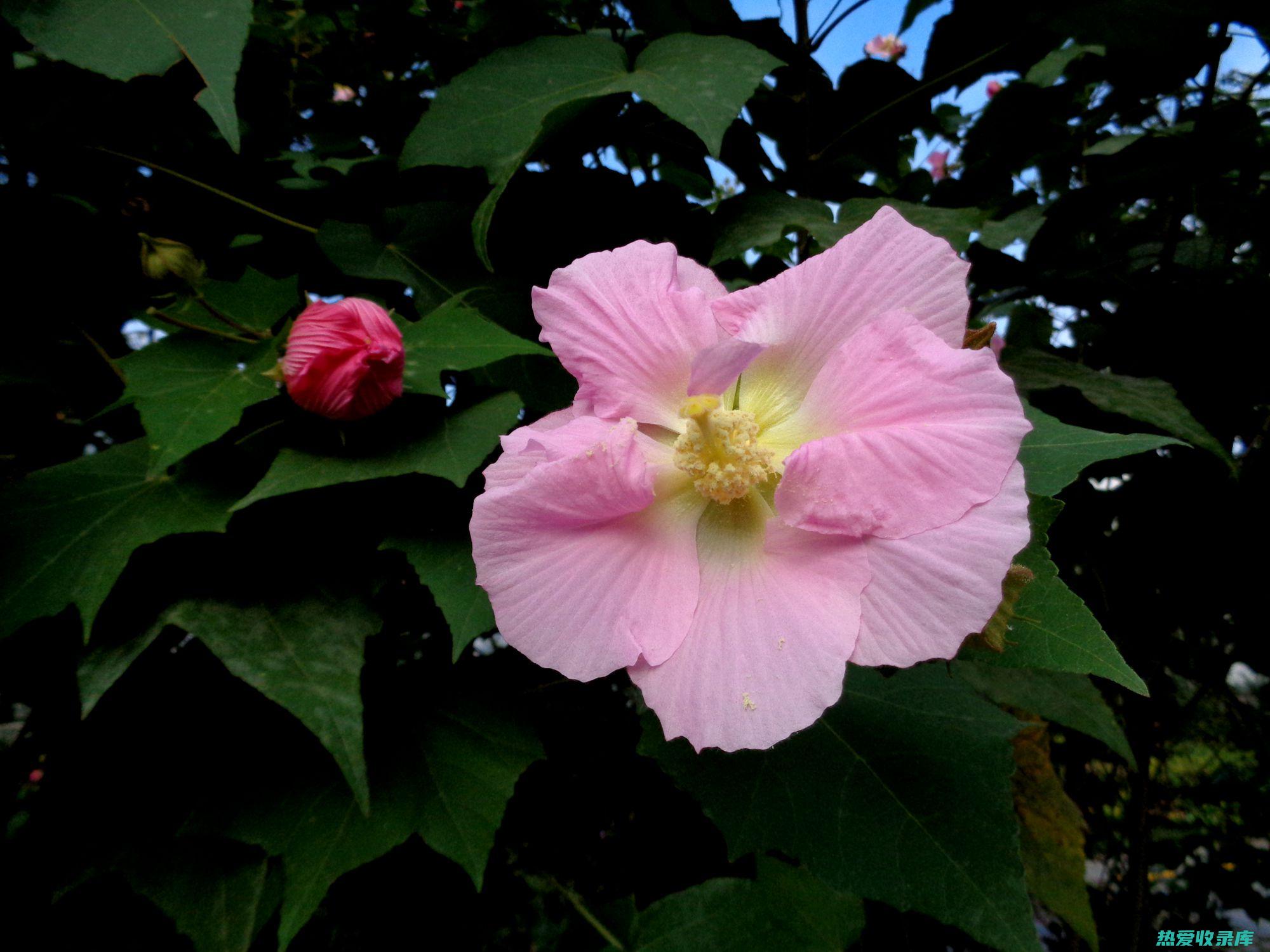 芙蓉根的滋养功效作用