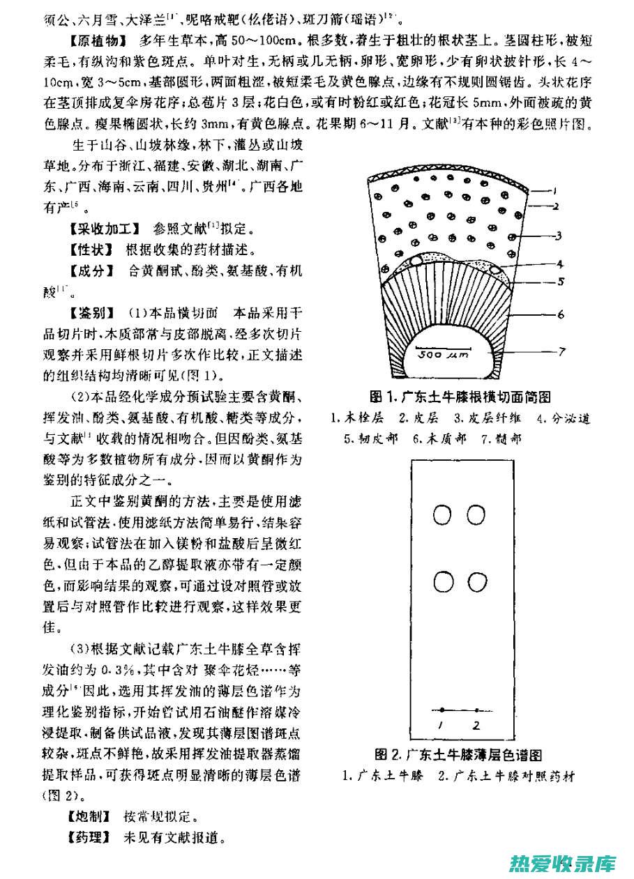 中药土牛膝的功效与作用：强筋壮骨、补益脾胃、活血化瘀 (土中药材)