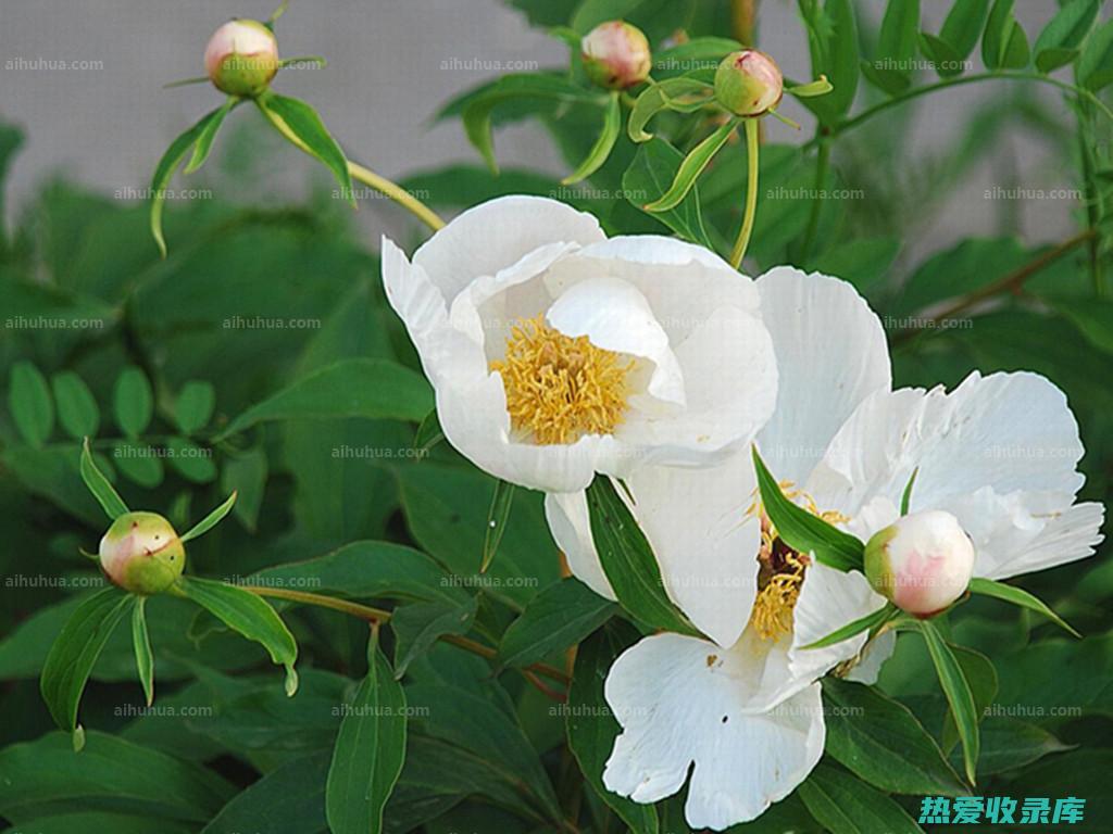 白芍药花的功效与妙用 (白芍药花的功效与作用及食用方法)