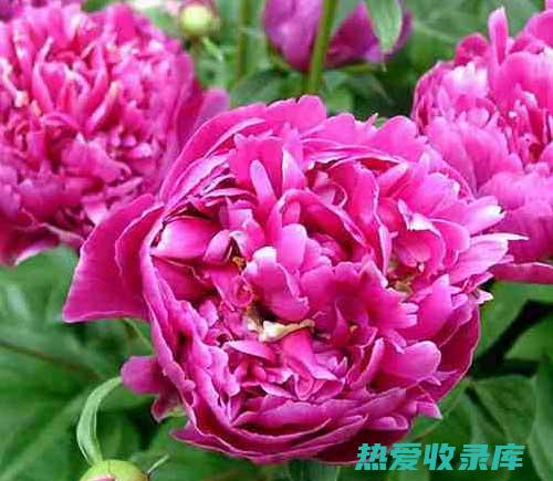 沙参玉竹贡菊功效：滋阴润肺、清热降火、养肝明目 (沙参玉竹菊花可以一起煮水吗)