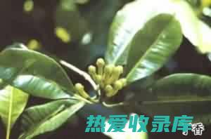 抗氧化：丁香油富含抗氧化剂，可以帮助保护细胞免受自由基损伤。 (抗氧化丁香排名)