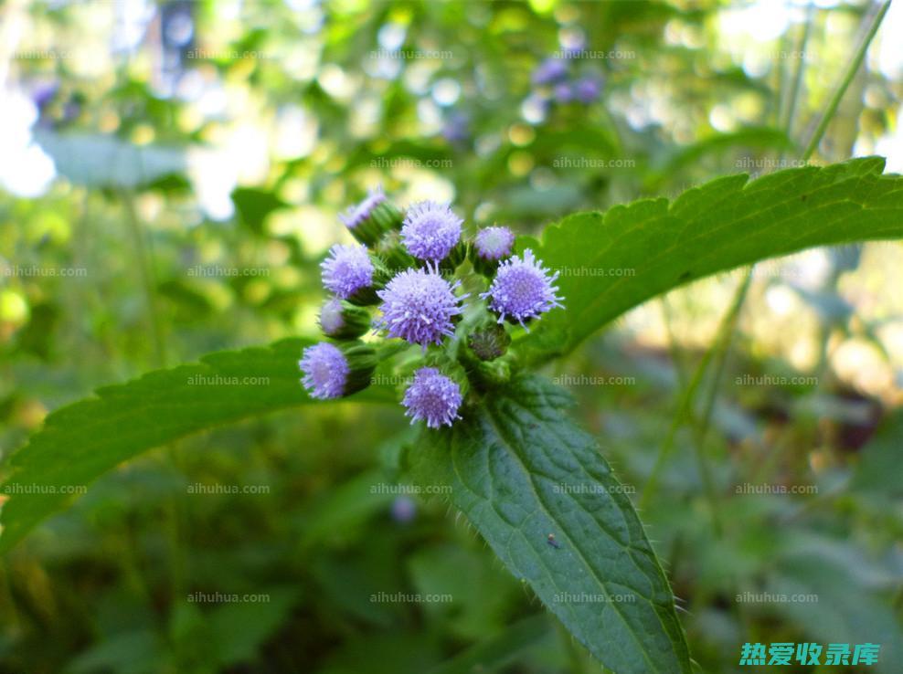 中药广藿香的功效与作用：驱风散寒，化湿解暑，芳香开窍，消炎止痛 (中药广藿香的功效与作用)