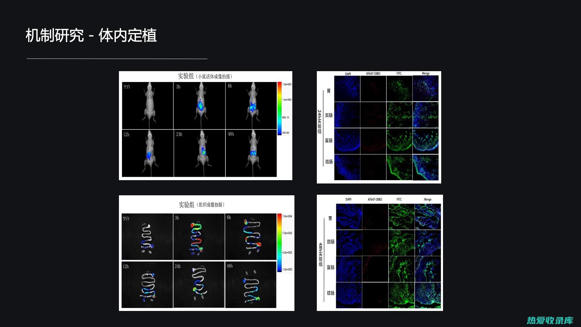 调节免疫：玉龙鞭能调节免疫系统，增强免疫力，提高机体抗病能力。它可促进免疫细胞的活性，提高抗体水平，增强对病毒和细菌的抵抗力。(调节免疫的药有哪些)