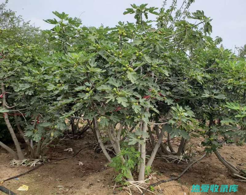 梨头草的功效：探索这株神奇植物的治疗潜力 (梨头草的功效与禁忌)