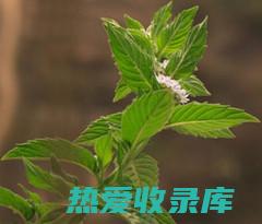 鱼香草的益处