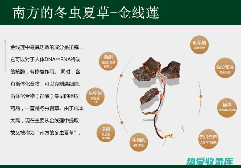 金线莲功效作用：增强免疫力 (金线莲功效作用与副作用)