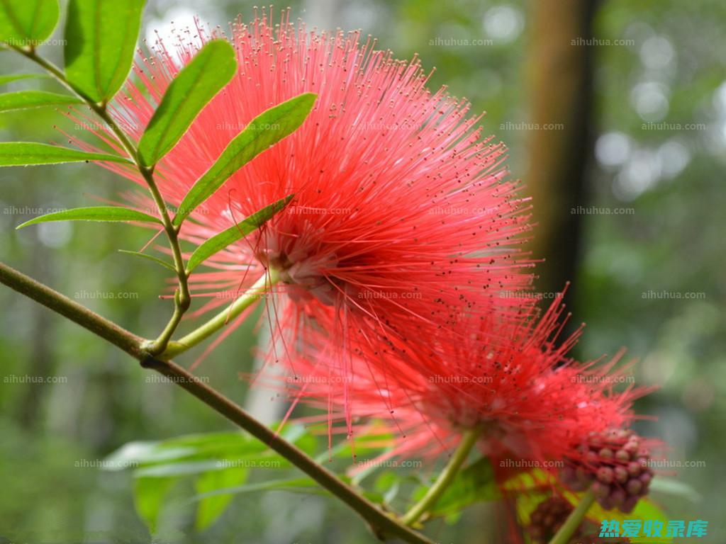 合欢花一种有毛一种有花瓣功效一样吗