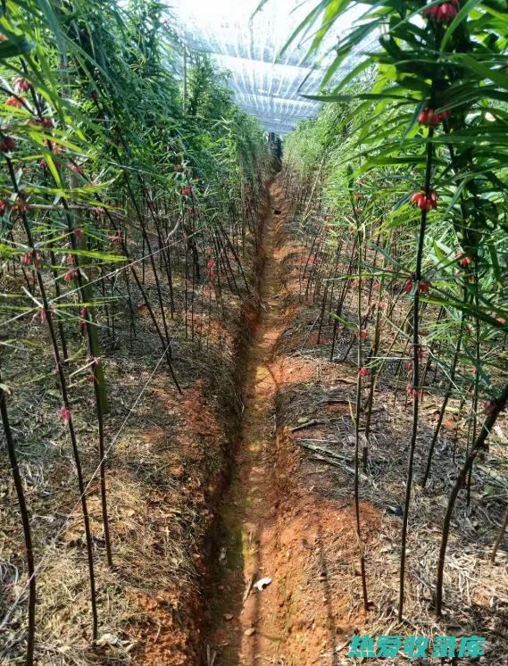 根茎类中药材 (根茎类中药材有哪些)