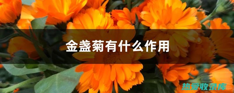 金刚菊：中医药中的瑰宝 (金刚橘作用)