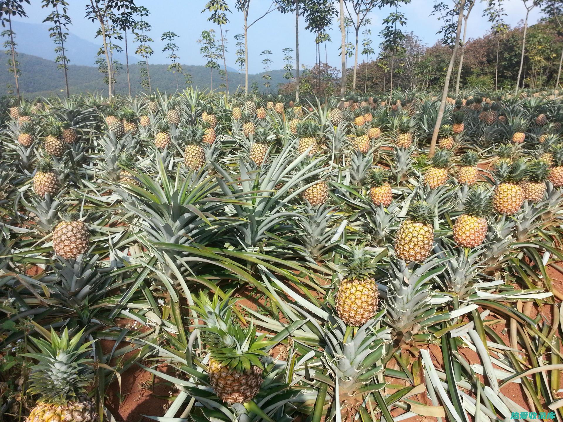 野菠萝的非凡功效：从促进消化到抵御感染 (野菠萝是谁)