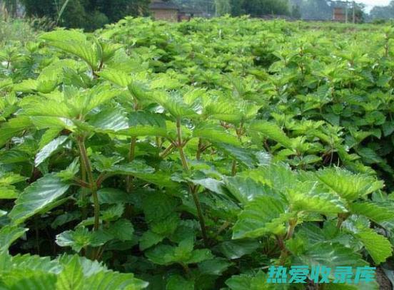 风仙草：一种颜色鲜艳、用途多样的植物，附有图片 (风仙草有什么功效)