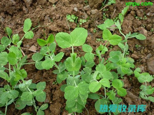 野豌豆：一种有药用价值的中草药 (野豌豆百科)