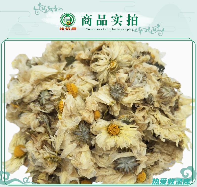 中药白菊花的功效 (中药白菊花的药用价值)