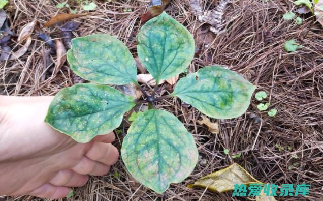 中药材重楼：神秘而神奇的药用植物 (中药材重楼种植技术)