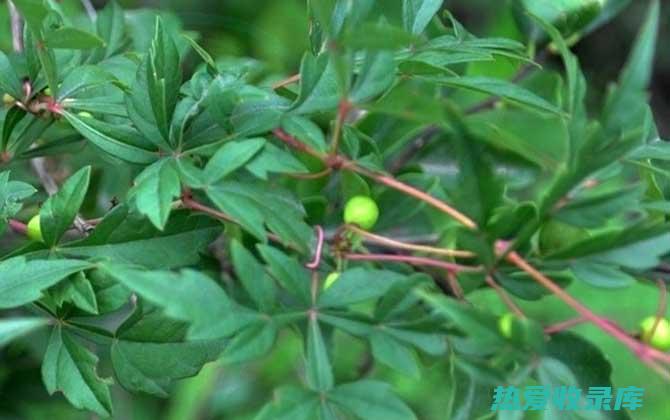 薤白须：宝贵的药食同源食材，功效与作用不容小觑 (薤白须能吃吗)