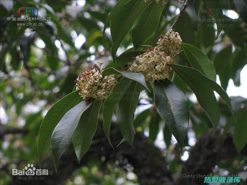 祛风除湿：木姜子具有祛风除湿的功效，可以缓解风寒湿痹、四肢酸痛、关节肿痛等症状。(去湿气的木头)