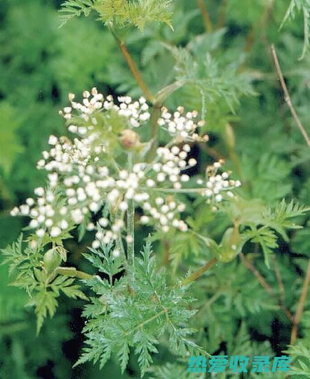 中药川芎剂量: 临床应用及安全考量 (中药川芎剂量是多少)