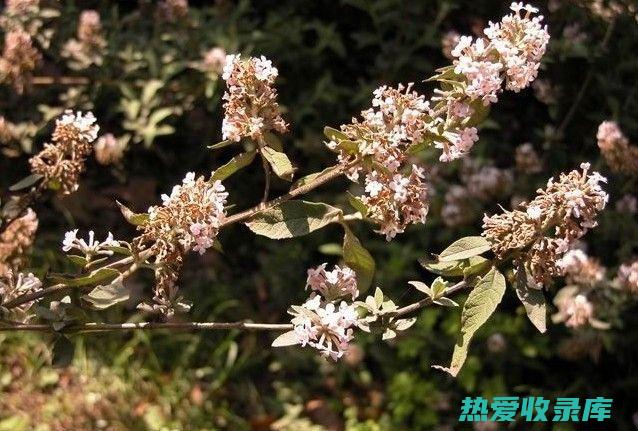 密蒙花：功效、作用及神奇的健康益处 (密蒙花功效作用与主治)