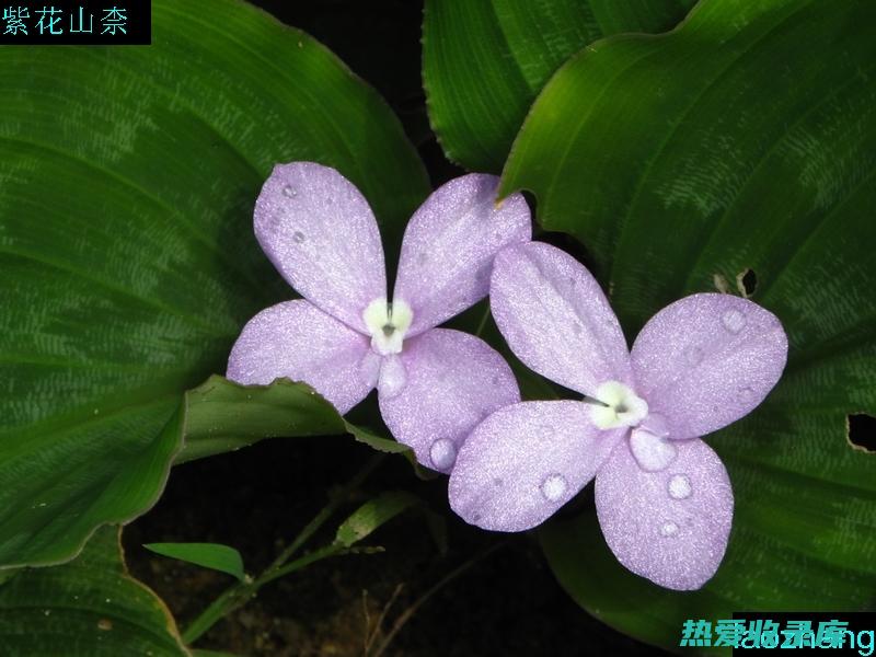 山栀花的功效与作用：认识这朵神奇的花 (山栀花的功效与作用)