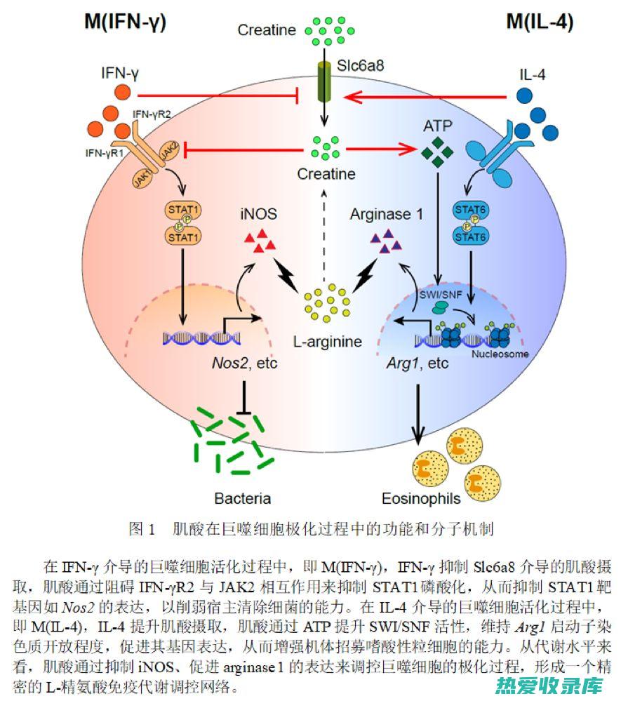 免疫调节：中药可以调节免疫系统，增强人体的防御能力，同时抑制过度免疫反应。(免疫调节中有特异性识别作用的细胞)