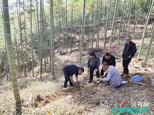 中药：采摘黄芪及其药用价值 (中药材黄)