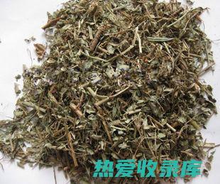 珍珠草功效大解析：揭秘其惊人的健康益处 (珍珠草功效大全)