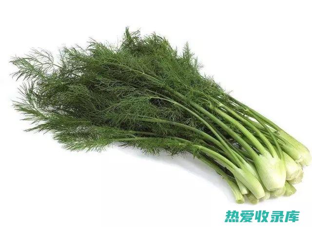 熟小茴香的功效与作用：药用价值探索 (熟小茴香的功效)