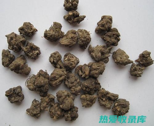 猫爪蒿的功效与作用：解锁大自然的抗衰老和免疫增强秘密 (猫爪蒿的功效与作用)