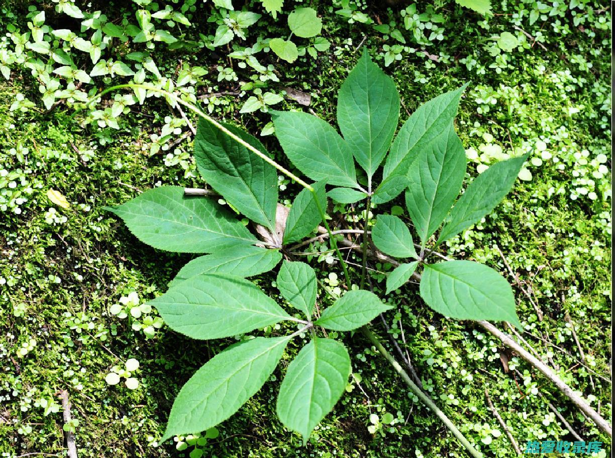 三七叶的惊人功效：从止血到抗炎，以及更多 (三七叶&anchor=植物价值)