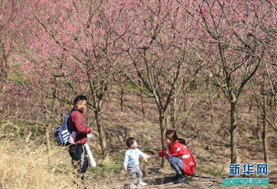 小春花：功效与作用 (小春花功效与主治用量)