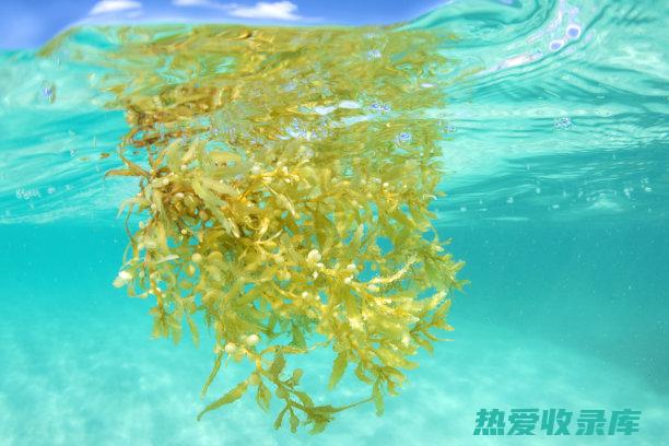 中药漂流海洋：海藻的药用价值 (中药海漂蛸)