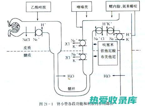 利尿 (利尿吃什么药效果最好)