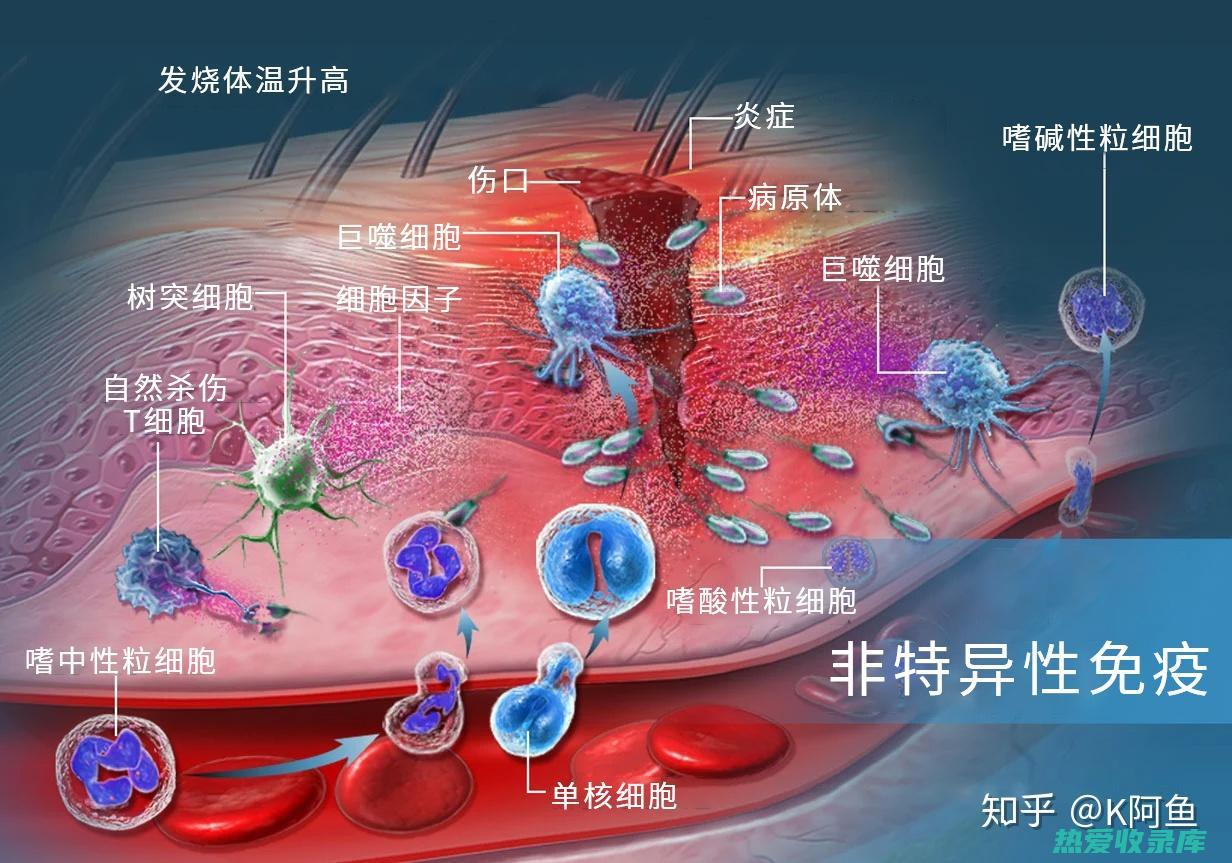 调节免疫力：灵芝可以帮助调节免疫系统，从而增强身体对抗感染和疾病的能力。(调节免疫力最好的方法是什么)